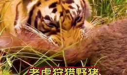 老虎视频动物世界,动物世界中的王者传奇