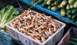 芒市吃瓜最新事件爆料,揭秘背后惊人真相